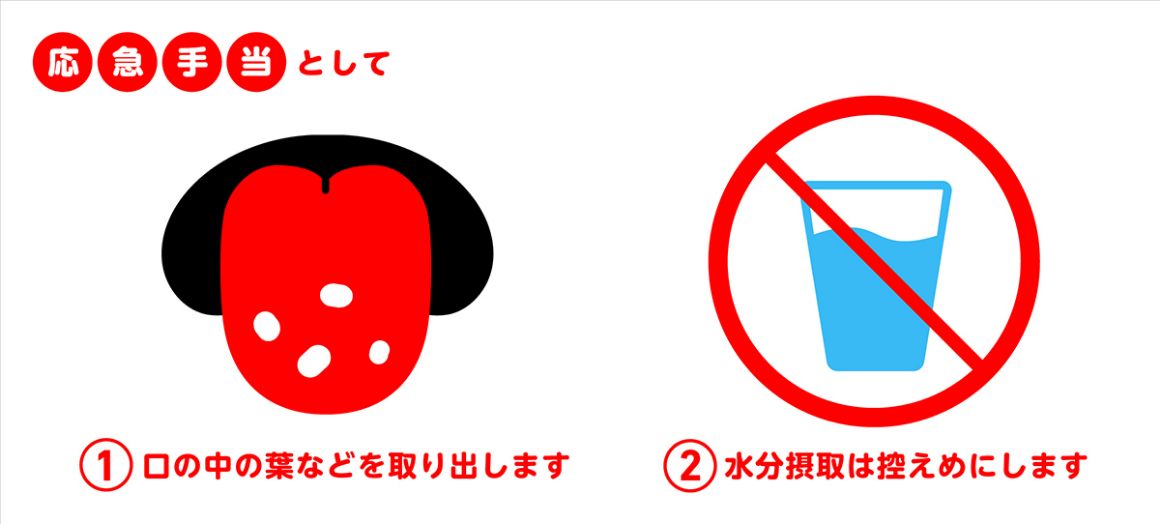 応急手当として 1.口の中の葉などを取り出します 2.水分摂取は控えめにします